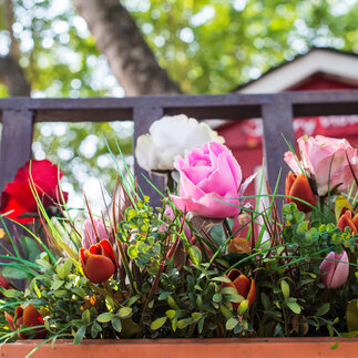 Skrášlite si záhradu ružami z nášho záhradníctva