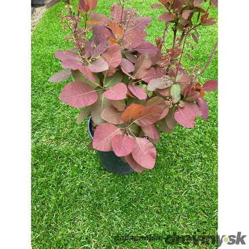 Škumpa vlasatá Grace na kmienku 80 cm, obvod 6/8 v črepniku 7.5 l Cotinus coggygria Grace