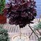 Škumpa vlasatá, na kmienku 60/80 cm, v črepníku Cotinus Coggygria Royal Purple