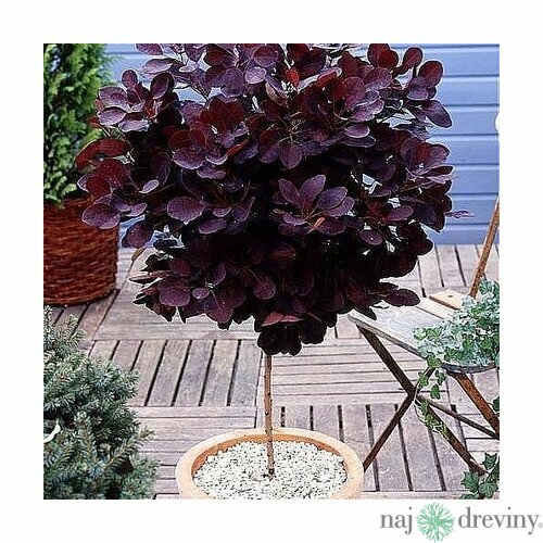 Škumpa vlasatá, na kmienku 60/80 cm, v črepníku Cotinus Coggygria Royal Purple