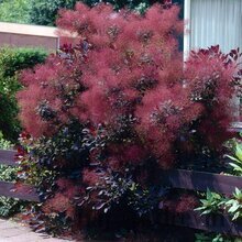 Škumpa vlasatá Royal Purple 20/30 cm, v črepníku 2l Cotinus Coggygria Royal Purple