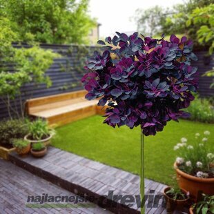 Škumpa vlasatá Royal purple na kmienku 60/80 cm, celková výška 110/130 cm, v črepníku Cotinus Coggygria Royal Purple