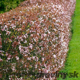 Slivka čerešňoplodá 80/100 cm, v črepníku Prunus cerasifera