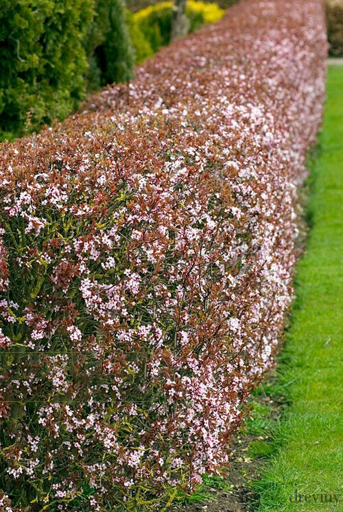 Slivka čerešňoplodá 80/100 cm, v črepníku Prunus cerasifera