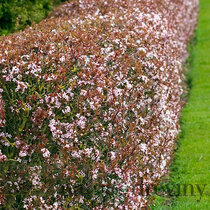 Slivka čerešňoplodá 80/100 cm, v črepníku Prunus cerasifera