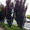 Slivka čerešňoplodá Crimson Pointe, 140/160 cm, v črepníku Prunus cerasifera Crimson Pointe