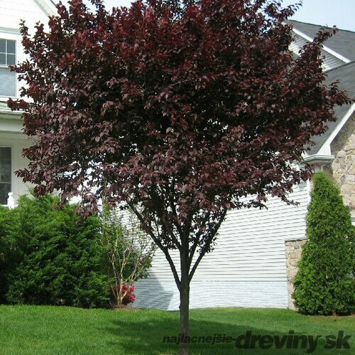 Slivka čerešňoplodá Nigra, 250/+cm, na kmienku 200 cm, obvod 6/8 cm, v črepníku Prunus cerasifera Nigra