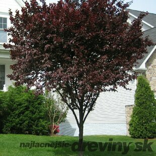 Slivka čerešňoplodá Nigra, výška 180/220 cm Prunus cerasifera Nigra