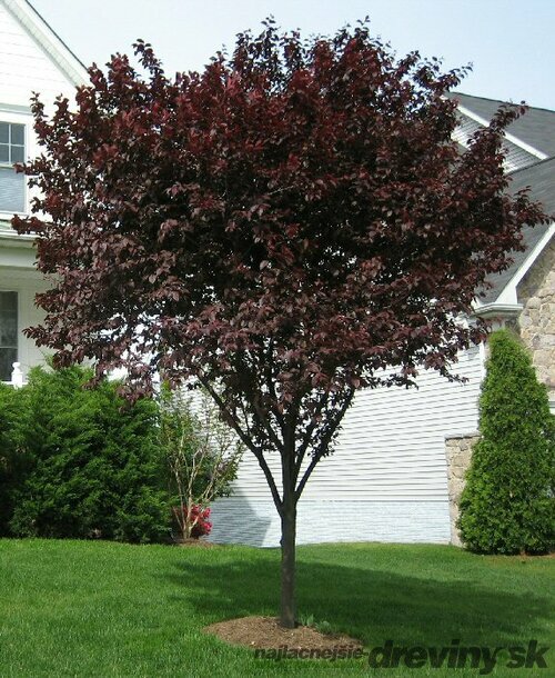 Slivka čerešňoplodá Nigra, výška 180/220 cm Prunus cerasifera Nigra