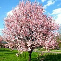 Slivka čerešňoplodá Pissardova, výška kmienku 200/220 cm, v črepníku Prunus cerasifera Pissardii
