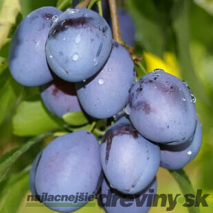 Slivka domáca Calypso ,skorá, voľnokorenená, podpník Slivka Wangenheimova Prunus domestica Calypso