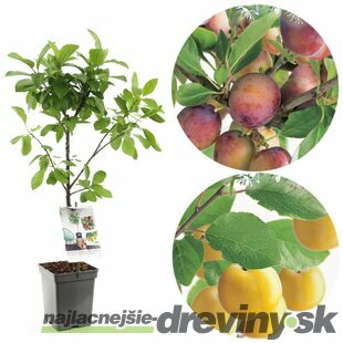 Slivka ‘Duo-Pruim‘, výška 180/200 cm, v črepníku P24 Prunus domestica ‘Duo-Pruim‘
