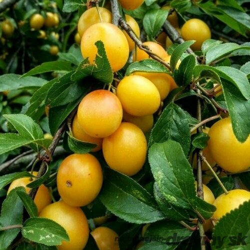 Slivka japonská Shiro v črepníku Prunus japonica shiro