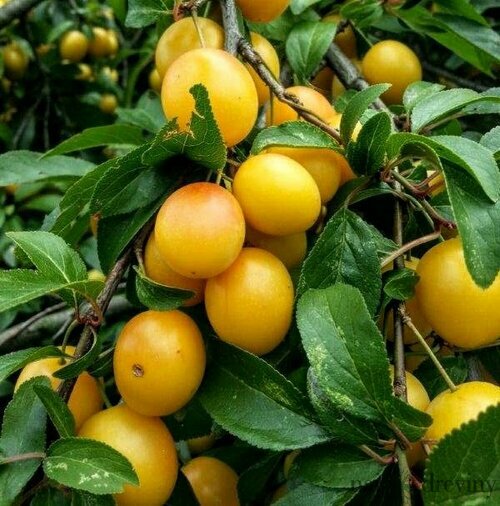 Slivka japonská Shiro v črepníku Prunus japonica shiro