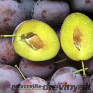 Slivka Katinka, voľnokorenná 2-ročná Prunus domestica Katinka