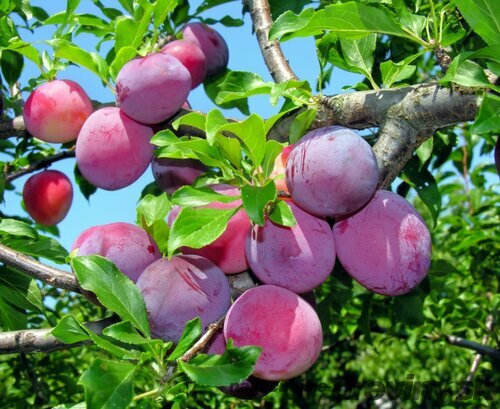 Slivka Maďarská obyčajná 100/150 cm v črepníku Prunus domestica