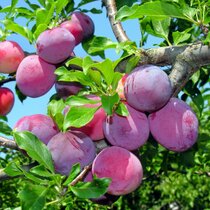Slivka Maďarská obyčajná 100/150 cm v črepníku Prunus domestica