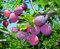 Slivka Maďarská obyčajná 100/150 cm v črepníku Prunus domestica