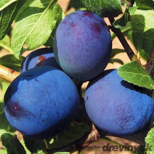 Slivka Maďarská obyčajná, voľnokorenná 2 ročná Prunus domestica
