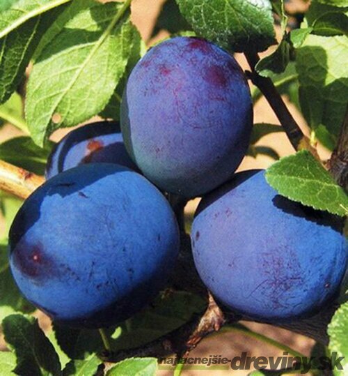 Slivka Maďarská obyčajná, voľnokorenná 2 ročná Prunus domestica
