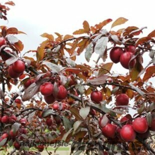 Slivka Mirabelka, 200+ cm, v črepníku Prunus mirabelle