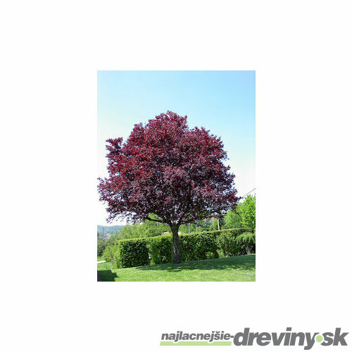Slivka okrasná Nigra na kmienku 200/220 cm, v črepníku Prunus cerasifera Nigra