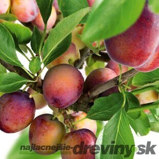 Slivka Opal na špailéri v tvare trojuholníka i, už rodiaca 160/180 cm v črepníku P24 Prunus domestica ‘Opal‘