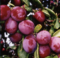 Slivka Reeves, 80/120 cm v črepníku Prunus domestica Reeves