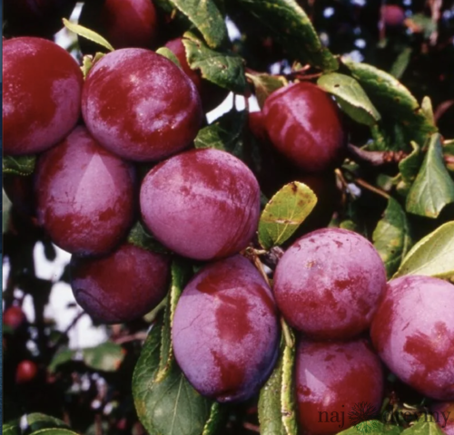 Slivka Reeves, 80/120 cm v črepníku Prunus domestica Reeves