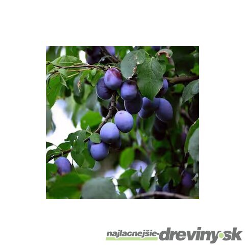 Slivka Renkloda Althana, výška 160/180 cm, v črepníku 5l Prunus domestica Renkloda Althana