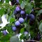 Slivka Renkloda Althana, výška 160/180 cm, v črepníku 5l Prunus domestica Renkloda Althana