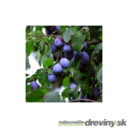 Slivka Renkloda Althana, výška 160/180 cm, v črepníku 5l Prunus domestica Renkloda Althana