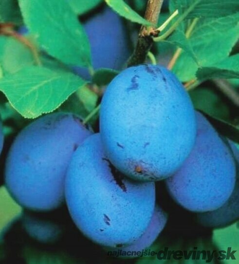 Slivka Tophit, voľnokorenná 1-ročná Prunus persica Tophit