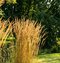 Smlz ostrokvetý Overdam, v kvetináči 2l Calamagrostis acut. Overdam