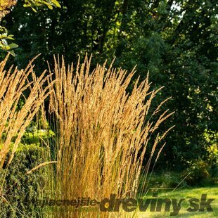 Smlz ostrokvetý Overdam, v kvetináči Calamagrostis acut. Overdam