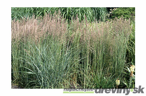 Smlz ostrokvetý (trstina ostrokvetá) Overdam, výška 30/+ cm, v črepníku 2l Calamagrostis acutiflora x Overdam