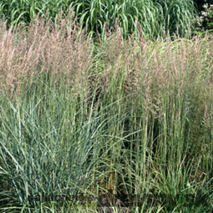 Smlz ostrokvetý (trstina ostrokvetá) Overdam, výška 30/+ cm, v črepníku 2l Calamagrostis acutiflora x Overdam