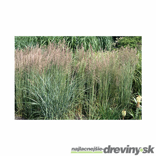 Smlz ostrokvetý (trstina ostrokvetá) Overdam, výška 30/+ cm, v črepníku 2l Calamagrostis acutiflora x Overdam