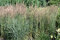 Smlz ostrokvetý (trstina ostrokvetá) Overdam, výška 30/+ cm, v črepníku 2l Calamagrostis acutiflora x Overdam