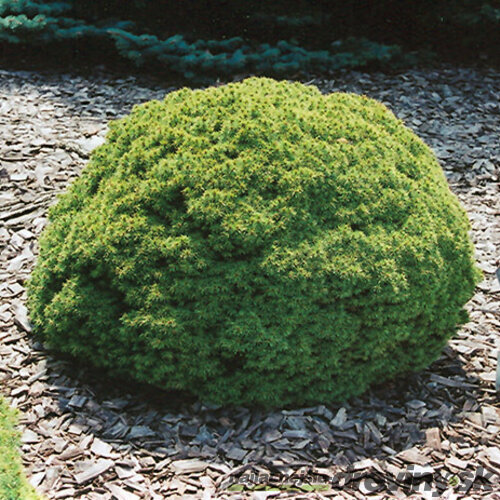 Smrek biely Alberta Globe, v črepníku 15/20 cm Picea Glauca Alberta Globe