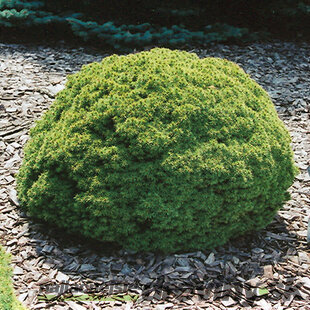 Smrek biely Alberta Globe, v črepníku 15/20 cm Picea Glauca Alberta Globe
