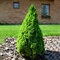 Smrek biely Conica 25/35 cm, v črepníku Picea glauca conica