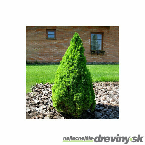 Smrek biely Conica 25/35 cm, v črepníku Picea glauca conica