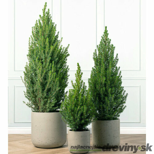 Smrek biely Conica 40/50 cm, v črepníku Picea glauca conica