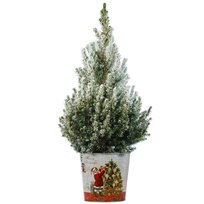 Smrek biely Conica (zasnežený), výška 40/50 cm, v črepníku Picea glauca Conica