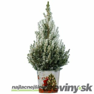Smrek biely Conica (zasnežený), výška 40/50 cm, v črepníku Picea glauca Conica