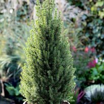 Smrek biely Perfecta, výška 70/90 cm, v dekoratívnom črepníku Picea glauca Perfecta