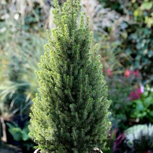 Smrek biely Perfecta, výška 70/90 cm, v dekoratívnom črepníku Picea glauca Perfecta