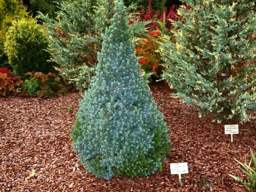 Smrek biely Sanders Blue 20/40 cm, v črepníku Picea glauca Sanders Blue