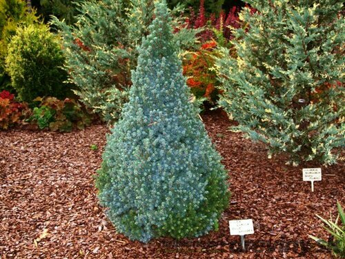 Smrek biely Sanders Blue, výška 30/40 cm, v črepníku 3l Picea glauca Sanders Blue